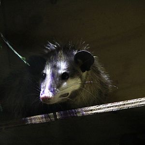 common opossum (Didelphis marsupialis)