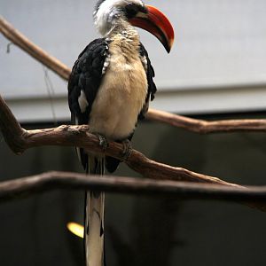 Von der Decken's hornbill (Tockus deckeni)
