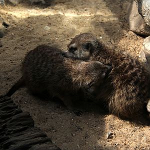 meerkat or suricate (Suricata suricatta)