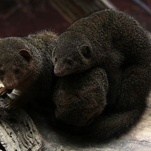 common dwarf mongoose (Helogale parvula)