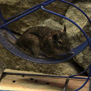 common degu (Octodon degus)
