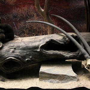 common dwarf mongoose (Helogale parvula) exhibit