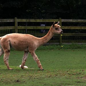 Alpaca (Vicugna pacos)