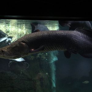Arapaima