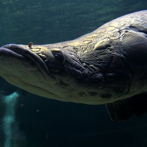 Arapaima