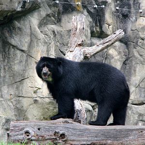 spectacled bear (Tremarctos ornatus)