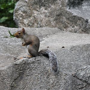 Eastern Gray Squirrel (Sciurus carolinensis)
