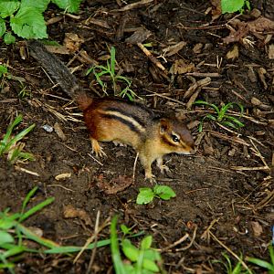 eastern chipmunk (Tamias striatus)