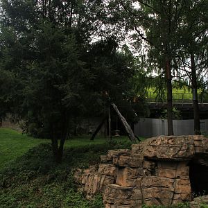 giant panda (Ailuropoda melanoleuca) outdoor exhibit