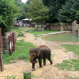Asian elephant, or Asiatic elephant (Elephas maximus) exhibit