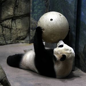 giant panda (Ailuropoda melanoleuca) stability ball workout