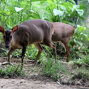 Formosan Reeves' muntjac  (Muntiacus reevesi micrurus)