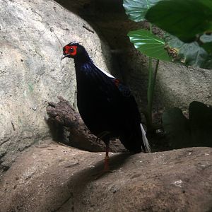 Swinhoe's pheasant (Lophura swinhoii)