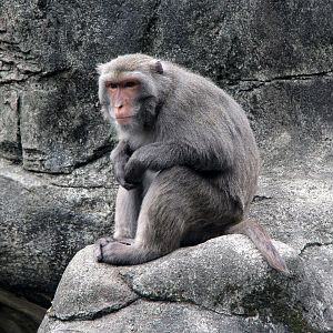 Formosan rock macaque (Macaca cyclopis)