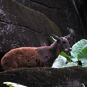 Taiwan or Formosan serow (Capricornis swinhoei)