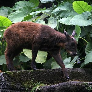 Taiwan or Formosan serow (Capricornis swinhoei)
