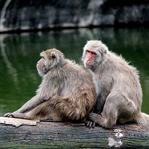 Formosan rock macaque (Macaca cyclopis)