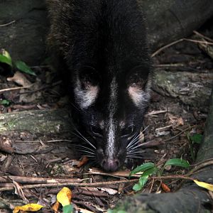 Formosan Masked Palm Civet (Paguma larvata taivana)
