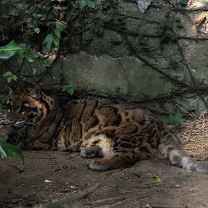 clouded leopard (Neofelis nebulosa)