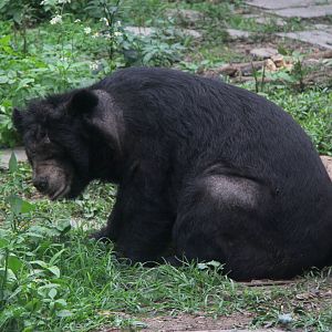 Formosan black bear (Ursus thibetanus formosanus)