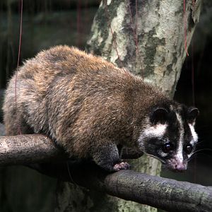 Formosan Masked Palm Civet (Paguma larvata taivana)