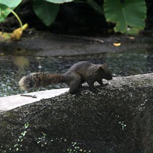 Pallas's squirrel (Callosciurus erythraeus) wild
