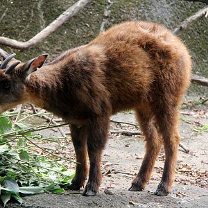 Taiwan or Formosan serow (Capricornis swinhoei)