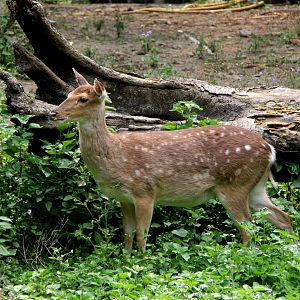 Formosan sika deer (Cervus nippon taioanus)
