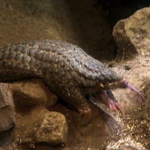 Formosan Pangolin (Manis pentadactyla pentadactyla)