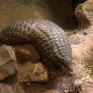 Formosan Pangolin (Manis pentadactyla pentadactyla)