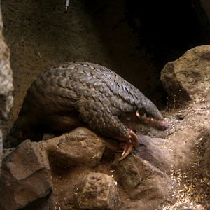 Formosan Pangolin (Manis pentadactyla pentadactyla)