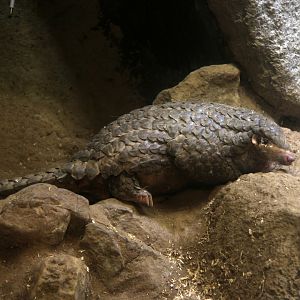 Formosan Pangolin (Manis pentadactyla pentadactyla)