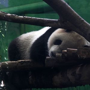 giant panda (Ailuropoda melanoleuca)