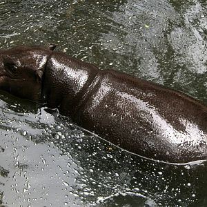 pygmy hippopotamus (Choeropsis liberiensis)