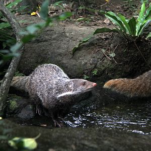 Formosan crab-eating mongoose. (Herpestes urva formosanus)