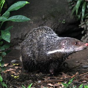 Formosan crab-eating mongoose. (Herpestes urva formosanus)