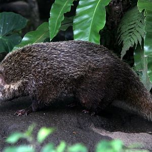 Formosan crab-eating mongoose. (Herpestes urva formosanus)