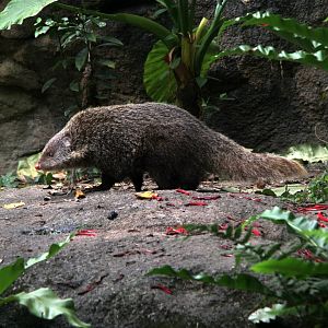 Formosan crab-eating mongoose. (Herpestes urva formosanus)