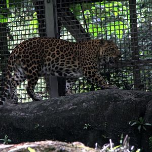 leopard (Panthera pardus)