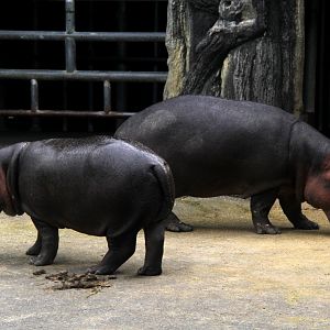 common hippopotamus (Hippopotamus amphibius)
