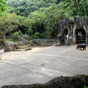 common hippopotamus (Hippopotamus amphibius) exhibit