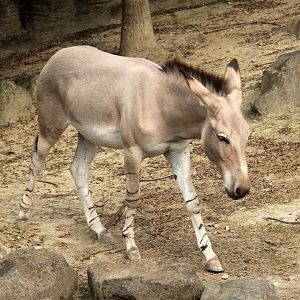 Somali wild ass (Equus africanus somaliensis)