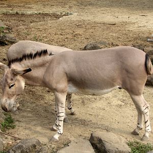Somali wild ass (Equus africanus somaliensis)