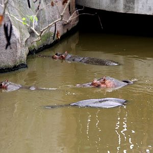 common hippopotamus (Hippopotamus amphibius)