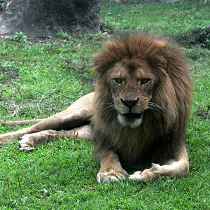 lion (Panthera leo)
