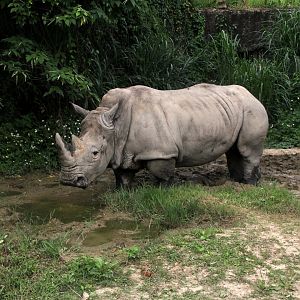white rhinoceros or square-lipped rhinoceros (Ceratotherium simum)