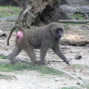olive baboon (Papio anubis)