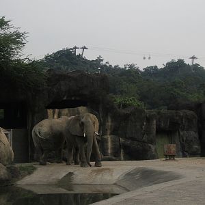 African bush elephant (Loxodonta africana) exhibit