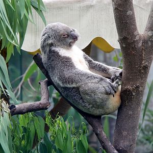 koala (Phascolarctos cinereus)