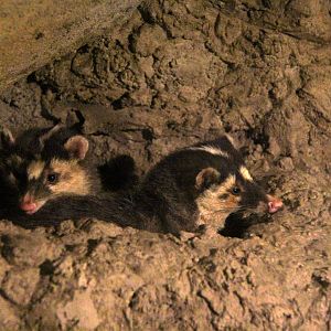 Formosan ferret badger (Melogale moschata subaurantiaca)